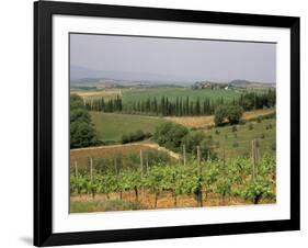 Vines and Vineyards on Rolling Countryside in the Heart of the Chianti District North of Siena-Pearl Bucknall-Framed Photographic Print