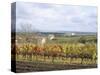 Vines at Vineyard in Autumn, Brnensko, Czech Republic-Richard Nebesky-Stretched Canvas