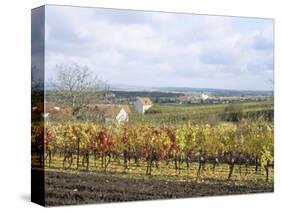 Vines at Vineyard in Autumn, Brnensko, Czech Republic-Richard Nebesky-Stretched Canvas