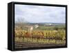 Vines at Vineyard in Autumn, Brnensko, Czech Republic-Richard Nebesky-Framed Stretched Canvas