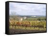 Vines at Vineyard in Autumn, Brnensko, Czech Republic-Richard Nebesky-Framed Stretched Canvas