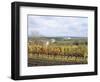 Vines at Vineyard in Autumn, Brnensko, Czech Republic-Richard Nebesky-Framed Photographic Print