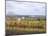 Vines at Vineyard in Autumn, Brnensko, Czech Republic-Richard Nebesky-Mounted Photographic Print