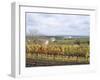 Vines at Vineyard in Autumn, Brnensko, Czech Republic-Richard Nebesky-Framed Photographic Print