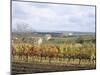 Vines at Vineyard in Autumn, Brnensko, Czech Republic-Richard Nebesky-Mounted Photographic Print