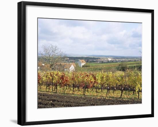 Vines at Vineyard in Autumn, Brnensko, Czech Republic-Richard Nebesky-Framed Photographic Print