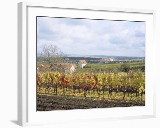 Vines at Vineyard in Autumn, Brnensko, Czech Republic-Richard Nebesky-Framed Photographic Print