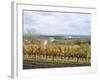 Vines at Vineyard in Autumn, Brnensko, Czech Republic-Richard Nebesky-Framed Photographic Print