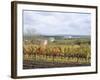 Vines at Vineyard in Autumn, Brnensko, Czech Republic-Richard Nebesky-Framed Photographic Print