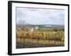 Vines at Vineyard in Autumn, Brnensko, Czech Republic-Richard Nebesky-Framed Photographic Print