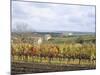 Vines at Vineyard in Autumn, Brnensko, Czech Republic-Richard Nebesky-Mounted Photographic Print