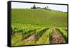 Vines, Chianti Region, Tuscany, Italy, Europe-Peter Groenendijk-Framed Stretched Canvas