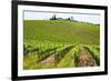 Vines, Chianti Region, Tuscany, Italy, Europe-Peter Groenendijk-Framed Photographic Print