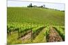 Vines, Chianti Region, Tuscany, Italy, Europe-Peter Groenendijk-Mounted Photographic Print