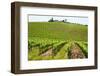 Vines, Chianti Region, Tuscany, Italy, Europe-Peter Groenendijk-Framed Photographic Print