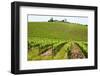Vines, Chianti Region, Tuscany, Italy, Europe-Peter Groenendijk-Framed Photographic Print