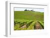 Vines, Chianti Region, Tuscany, Italy, Europe-Peter Groenendijk-Framed Photographic Print