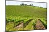 Vines, Chianti Region, Tuscany, Italy, Europe-Peter Groenendijk-Mounted Photographic Print