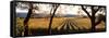 Vines in a Vineyard, Far Niente Winery, Napa Valley, California, USA-null-Framed Stretched Canvas