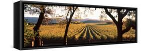 Vines in a Vineyard, Far Niente Winery, Napa Valley, California, USA-null-Framed Stretched Canvas