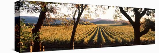 Vines in a Vineyard, Far Niente Winery, Napa Valley, California, USA-null-Stretched Canvas