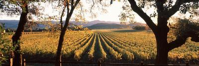 far niente vineyard