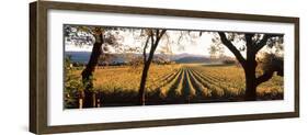 Vines in a Vineyard, Far Niente Winery, Napa Valley, California, USA-null-Framed Photographic Print