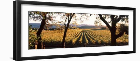 Vines in a Vineyard, Far Niente Winery, Napa Valley, California, USA-null-Framed Photographic Print