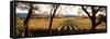 Vines in a Vineyard, Far Niente Winery, Napa Valley, California, USA-null-Framed Stretched Canvas