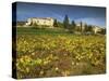 Vines in Front of the Village of Le Poet Laval, Drome, Rhone-Alpes, France, Europe-Michael Busselle-Stretched Canvas