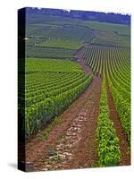 Vines in Grand Cru Vineyards, Romanee Conti and Richebourg Leading to La Romanee, Vosne-Per Karlsson-Stretched Canvas