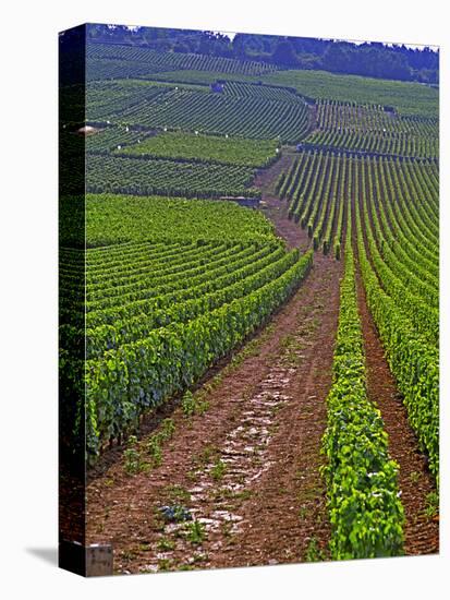 Vines in Grand Cru Vineyards, Romanee Conti and Richebourg Leading to La Romanee, Vosne-Per Karlsson-Stretched Canvas