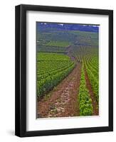 Vines in Grand Cru Vineyards, Romanee Conti and Richebourg Leading to La Romanee, Vosne-Per Karlsson-Framed Premium Photographic Print