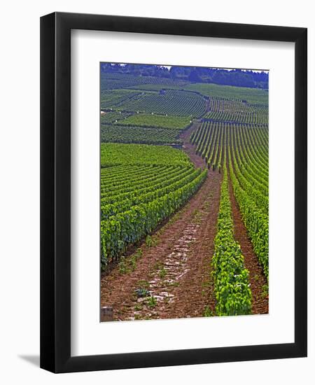 Vines in Grand Cru Vineyards, Romanee Conti and Richebourg Leading to La Romanee, Vosne-Per Karlsson-Framed Premium Photographic Print