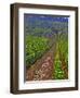 Vines in Grand Cru Vineyards, Romanee Conti and Richebourg Leading to La Romanee, Vosne-Per Karlsson-Framed Photographic Print