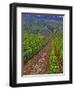 Vines in Grand Cru Vineyards, Romanee Conti and Richebourg Leading to La Romanee, Vosne-Per Karlsson-Framed Photographic Print