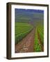 Vines in Grand Cru Vineyards, Romanee Conti and Richebourg Leading to La Romanee, Vosne-Per Karlsson-Framed Photographic Print