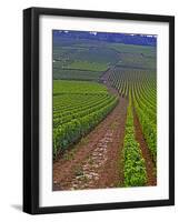 Vines in Grand Cru Vineyards, Romanee Conti and Richebourg Leading to La Romanee, Vosne-Per Karlsson-Framed Photographic Print