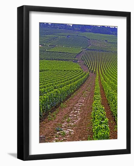Vines in Grand Cru Vineyards, Romanee Conti and Richebourg Leading to La Romanee, Vosne-Per Karlsson-Framed Photographic Print