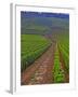 Vines in Grand Cru Vineyards, Romanee Conti and Richebourg Leading to La Romanee, Vosne-Per Karlsson-Framed Photographic Print