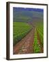 Vines in Grand Cru Vineyards, Romanee Conti and Richebourg Leading to La Romanee, Vosne-Per Karlsson-Framed Photographic Print