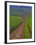 Vines in Grand Cru Vineyards, Romanee Conti and Richebourg Leading to La Romanee, Vosne-Per Karlsson-Framed Photographic Print