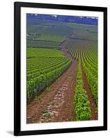 Vines in Grand Cru Vineyards, Romanee Conti and Richebourg Leading to La Romanee, Vosne-Per Karlsson-Framed Photographic Print