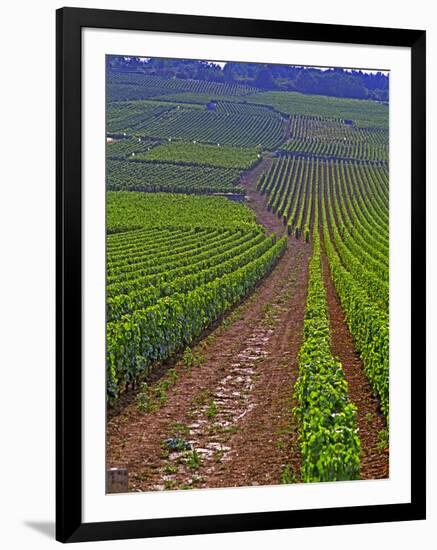 Vines in Grand Cru Vineyards, Romanee Conti and Richebourg Leading to La Romanee, Vosne-Per Karlsson-Framed Photographic Print