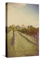 Vines in Summer-Steve Allsopp-Stretched Canvas