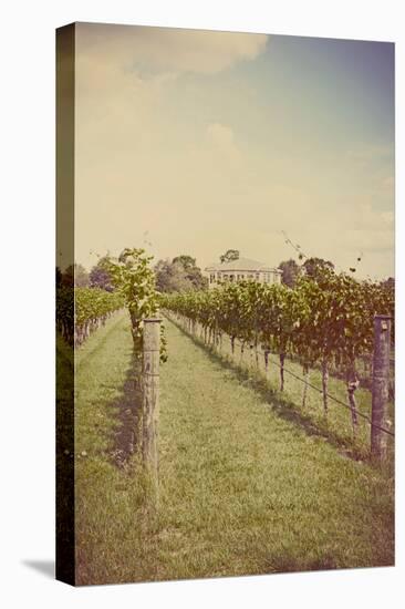 Vines in Summer-Steve Allsopp-Stretched Canvas