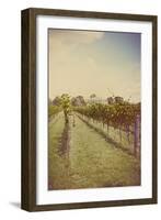 Vines in Summer-Steve Allsopp-Framed Photographic Print