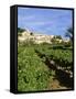 Vines in Vineyard, Village of Bonnieux, the Luberon, Vaucluse, Provence, France-David Hughes-Framed Stretched Canvas