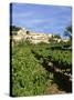 Vines in Vineyard, Village of Bonnieux, the Luberon, Vaucluse, Provence, France-David Hughes-Stretched Canvas