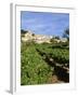Vines in Vineyard, Village of Bonnieux, the Luberon, Vaucluse, Provence, France-David Hughes-Framed Photographic Print